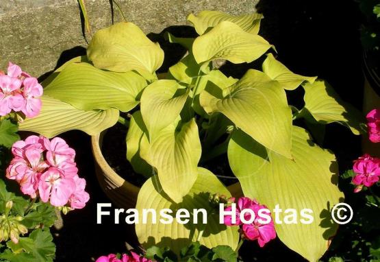 Hosta Lakeside Foaming Sea